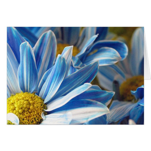 Daises azules #2 (Anverso (Horizontal))