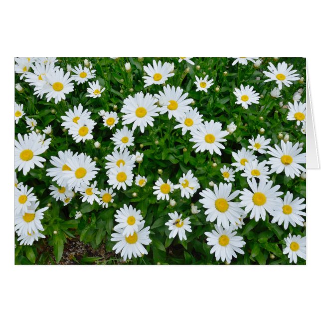 Daisies (Anverso (Horizontal))