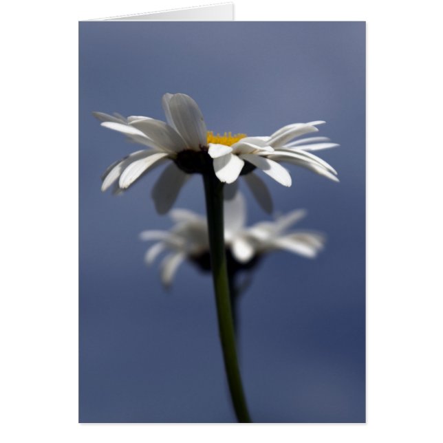Daisies (Frente)