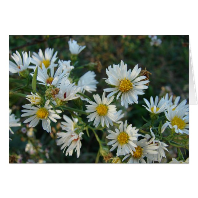 Daisies (Anverso (Horizontal))