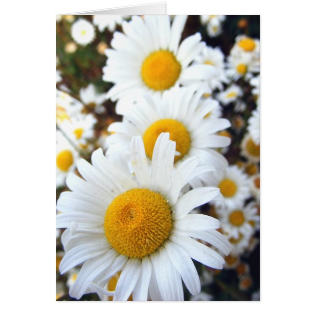 Daisies (Frente)