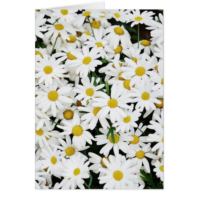 Daisies (Frente)