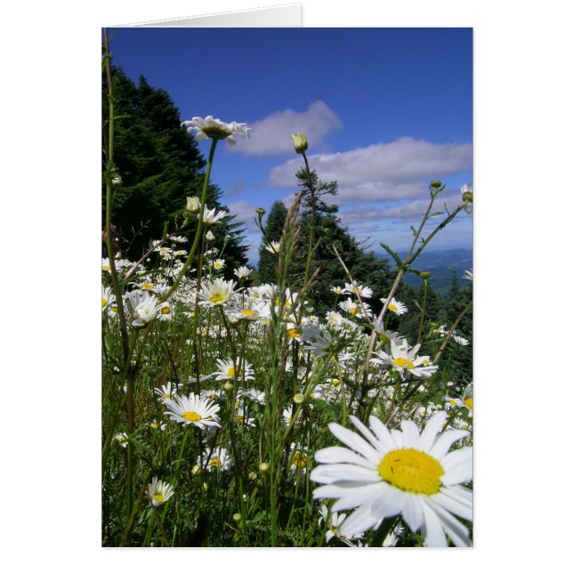 Daisies 01 (Frente)