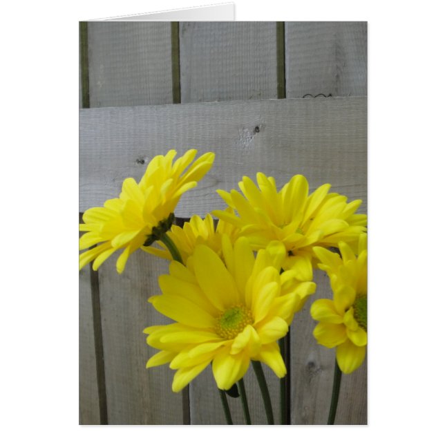 Daisies a lo largo de la cerca (Frente)