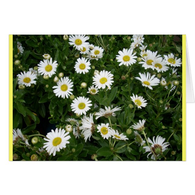 Daisies Aabundante (Anverso (Horizontal))