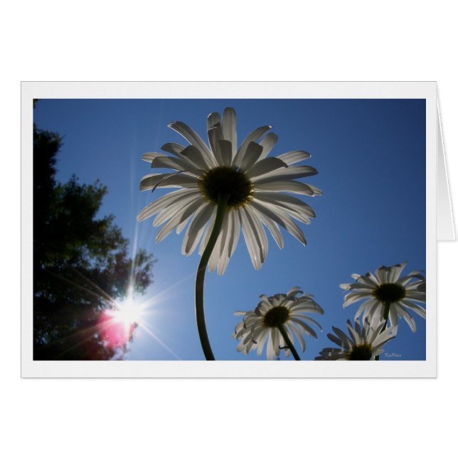 Daisies alcanzando el cielo (Anverso (Horizontal))