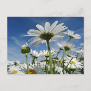 Daisies alcanzando la postal del cielo