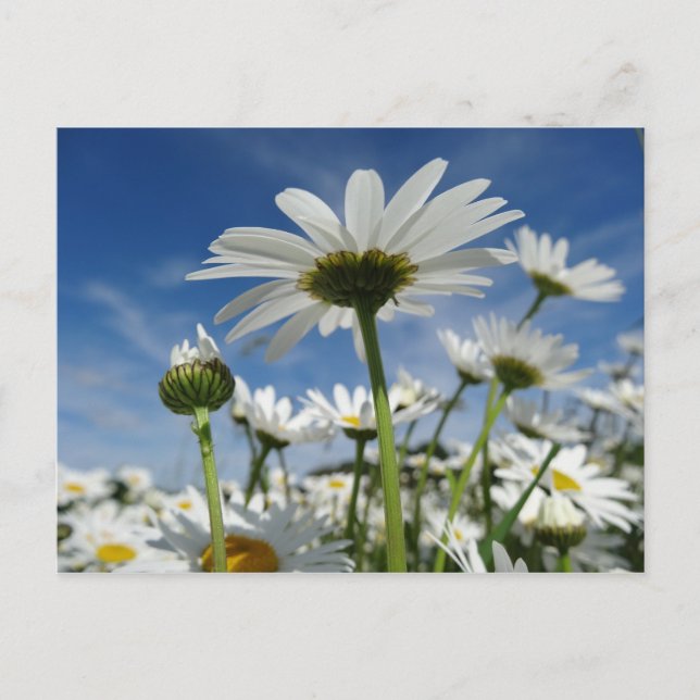 Daisies alcanzando la postal del cielo (Anverso)