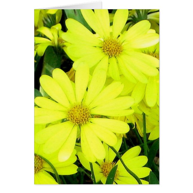 Daisies amarillos (Frente)