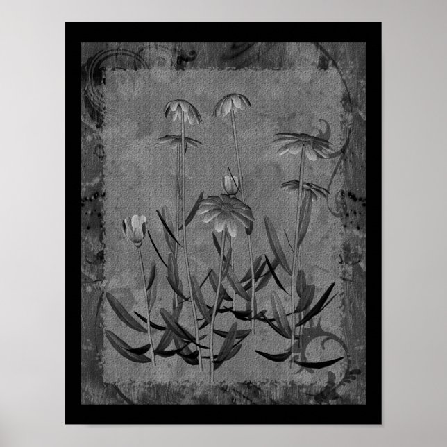 Daisies Con Marco Blanco Y Negro, Arte Floral (Frente)