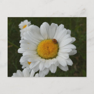 Daisies con tarjeta postal Ladybug DIY