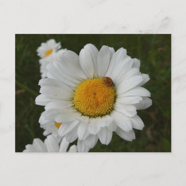 Daisies con tarjeta postal Ladybug DIY (Anverso)