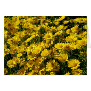 Daisies de la Corona / Coronario de crisantemo