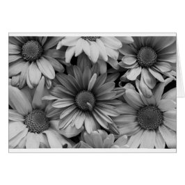 Daisies en macro
