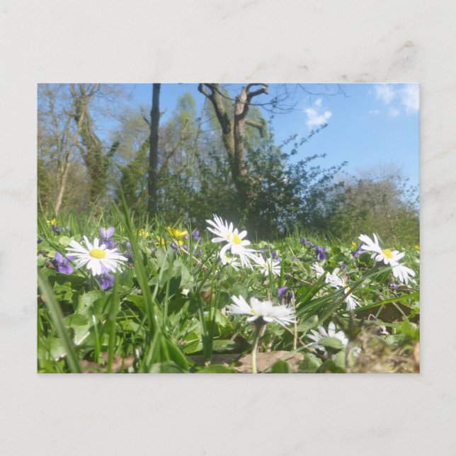 Daisies Field con tarjeta postal Blue Sky DIY (Anverso)