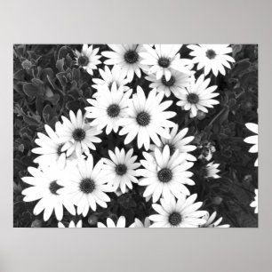 Daisies Impresión en blanco y negro