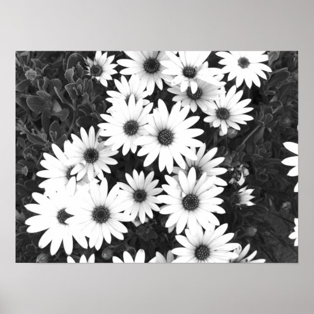 Daisies Impresión en blanco y negro (Frente)