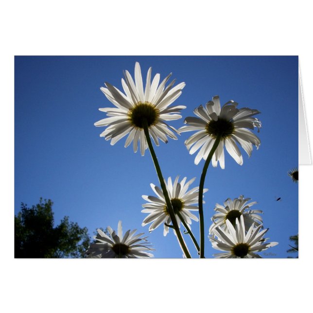 Daisies Rising (Anverso (Horizontal))