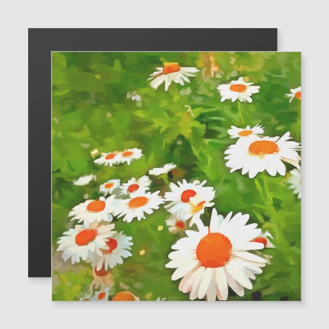 Daisitas de los Jardínes Blancos Brillantes y Colo (Anverso/Reverso)