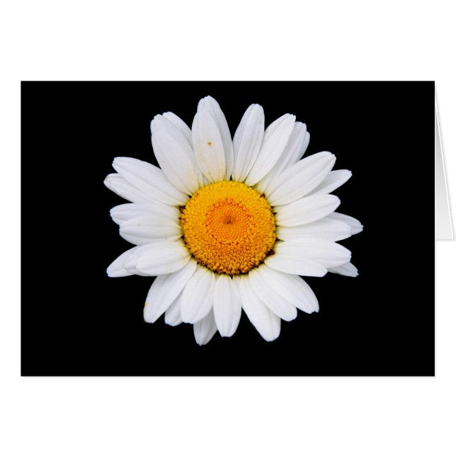 Daisy (Anverso (Horizontal))