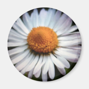Daisy 1 imán