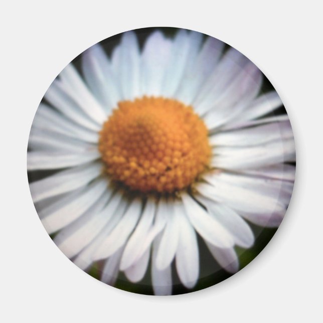 Daisy 1 imán (Frente)