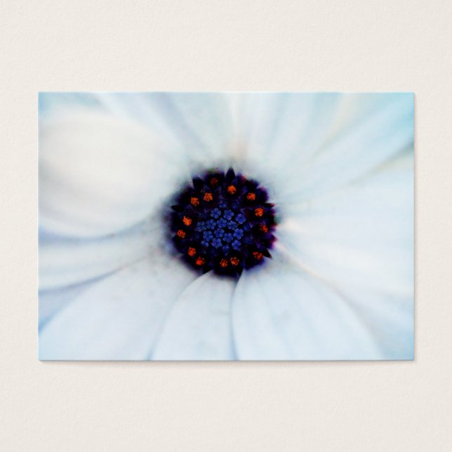 Daisy africano (Frente)