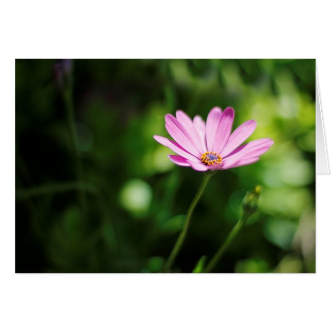 Daisy africano (Anverso (Horizontal))