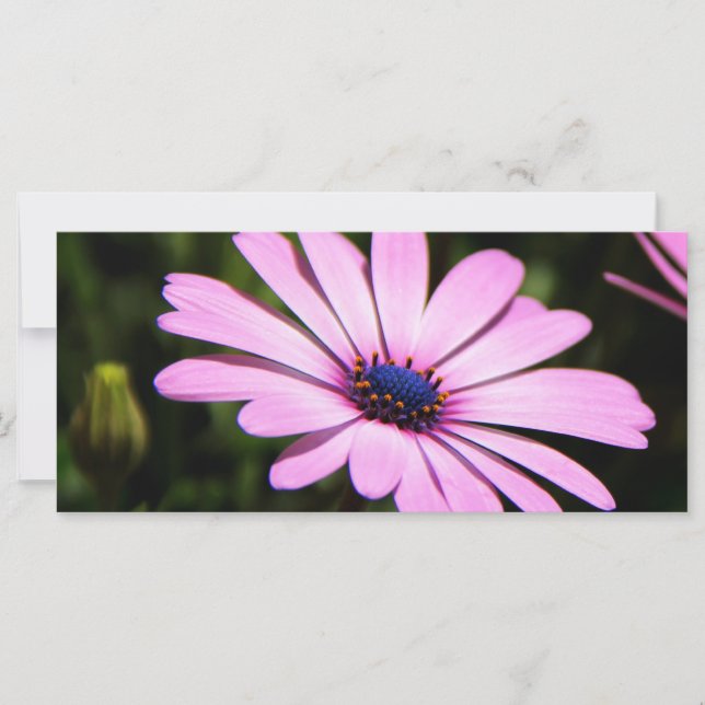 Daisy africano (Anverso)