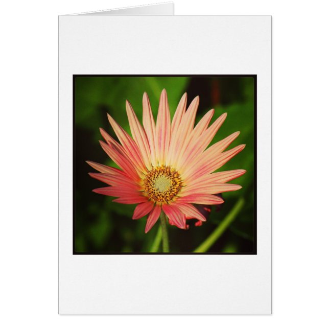 Daisy africano (Frente)