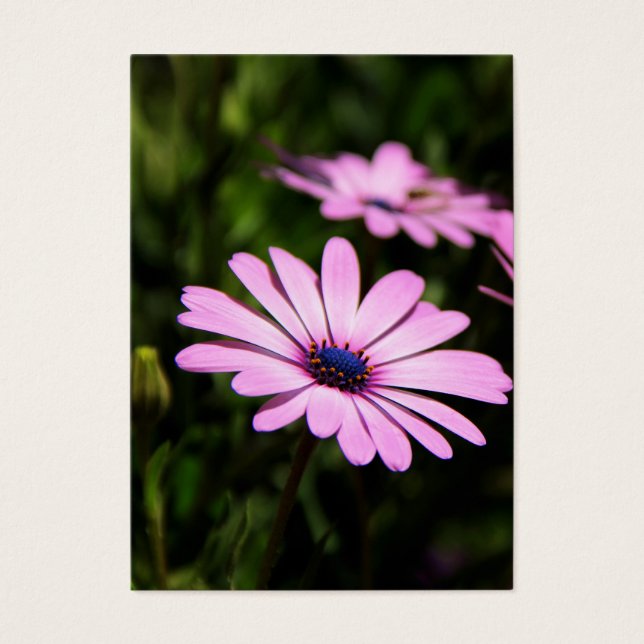 Daisy africano (Frente)