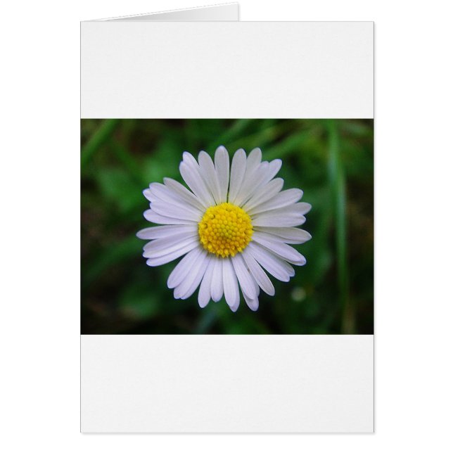 Daisy amarillo-blanco brillante (Frente)