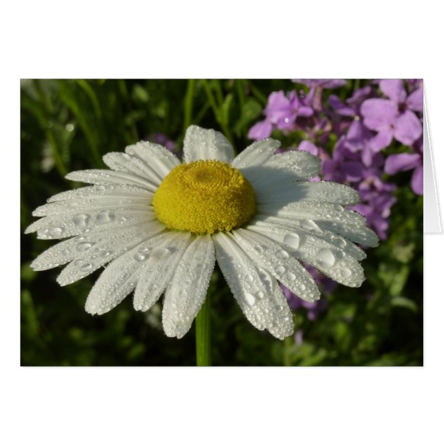 Daisy and Summer Lilac Wildflower (Anverso (Horizontal))