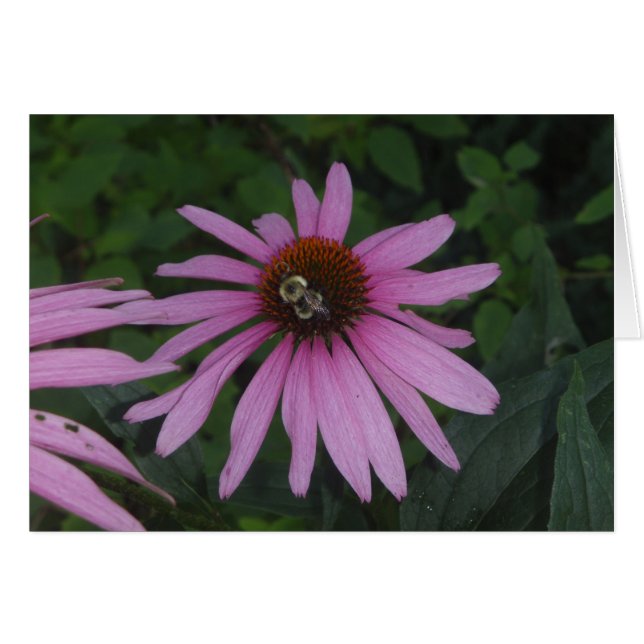 Daisy Bumble (Anverso (Horizontal))