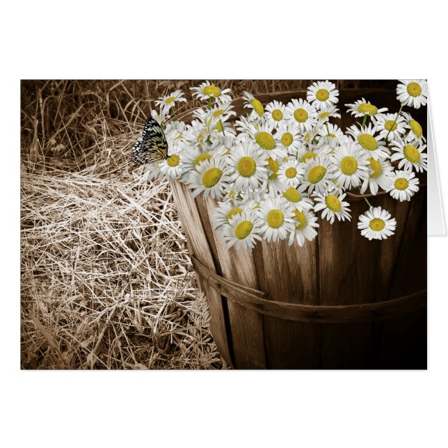 Daisy Bunch (Anverso (Horizontal))
