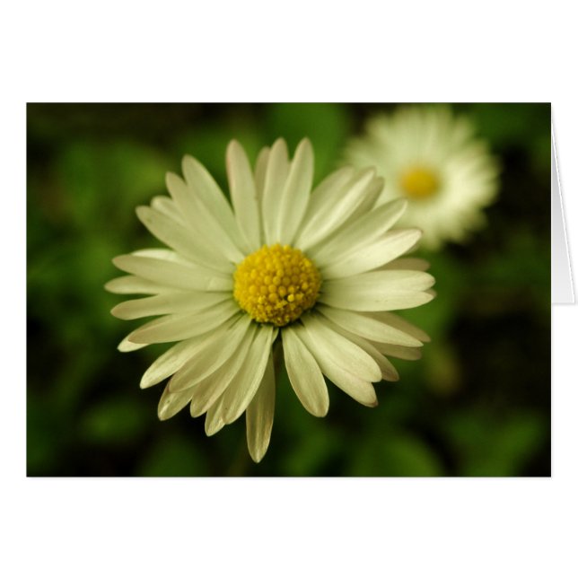 Daisy Card de belleza dulce (Anverso (Horizontal))