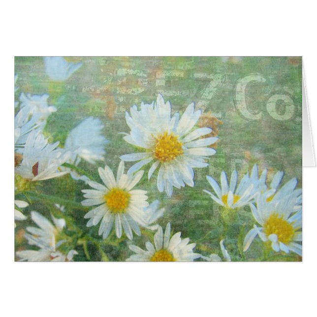 Daisy Co. (Anverso (Horizontal))