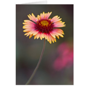 Daisy del desierto rosa y amarillo