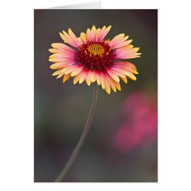 Daisy del desierto rosa y amarillo (Frente)