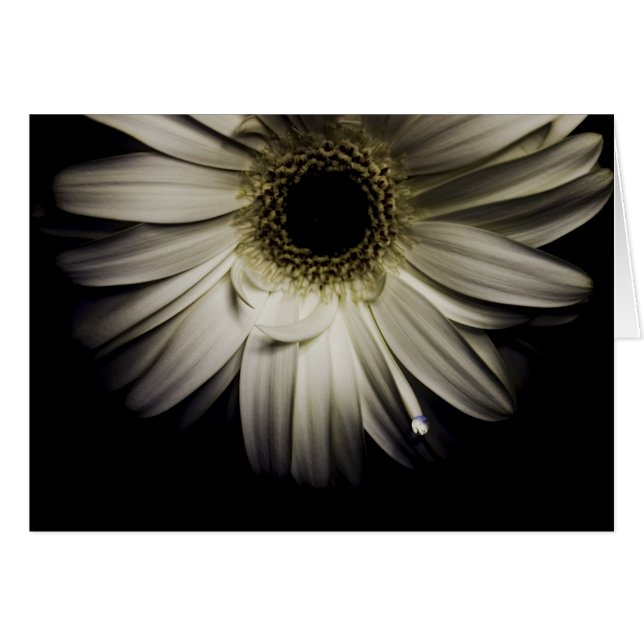Daisy Droplet (Anverso (Horizontal))