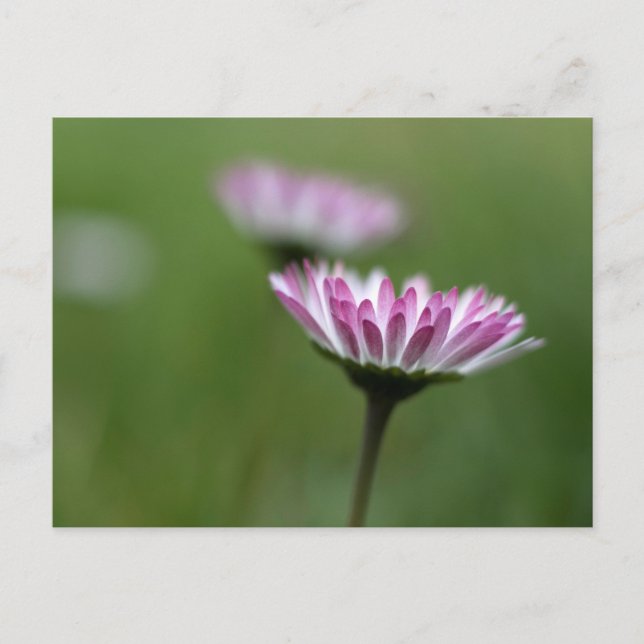 Daisy Elegancia de Postal (Anverso)