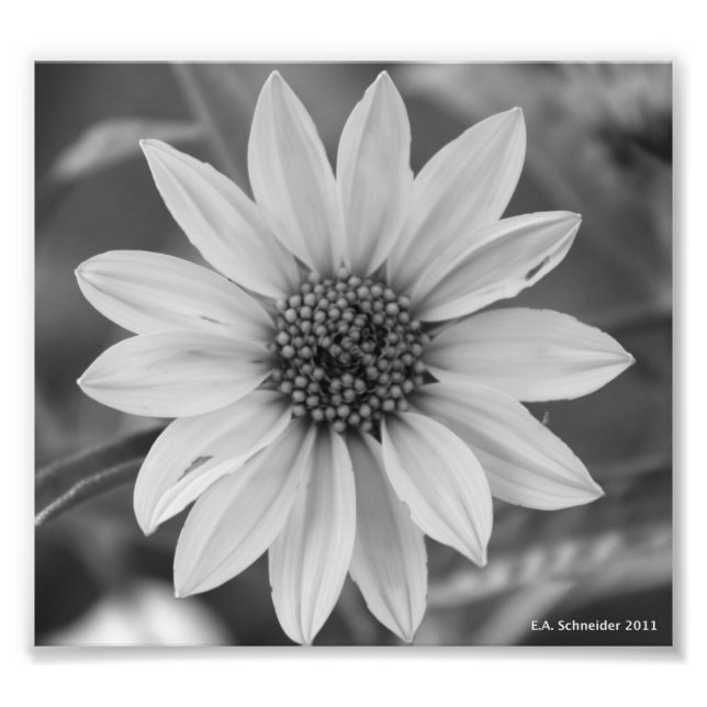 Daisy en blanco y negro Foto de E.A. Schneider (Frente)