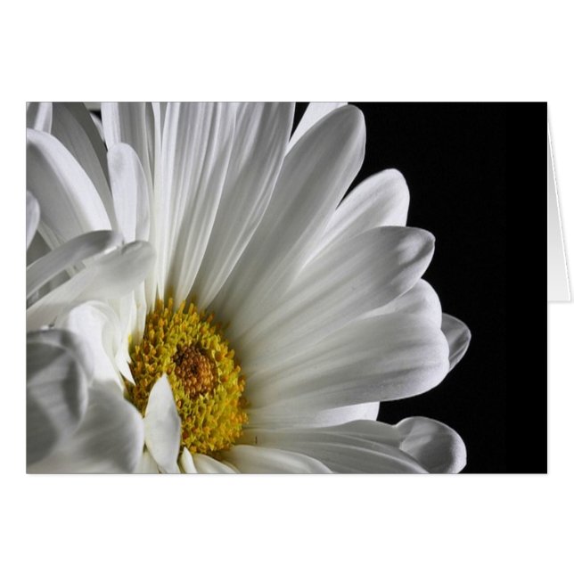 Daisy En Fondo Negro (Anverso (Horizontal))