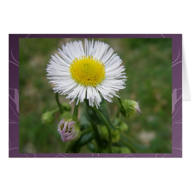 Daisy Fleabane Wildflower (Anverso (Horizontal))
