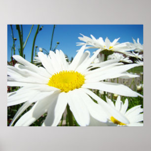 Daisy Flowers imprime arte White Daisies Blue Sky