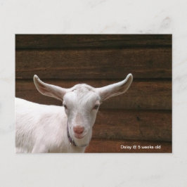 Daisy la tarjeta postal de la cabra infantil
