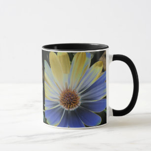 Daisy Lapis africano y la taza de oro