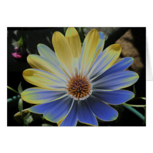 Daisy Lapis africano y tarjeta de saludo de oro