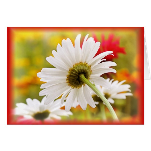 Daisy Light (Anverso (Horizontal))