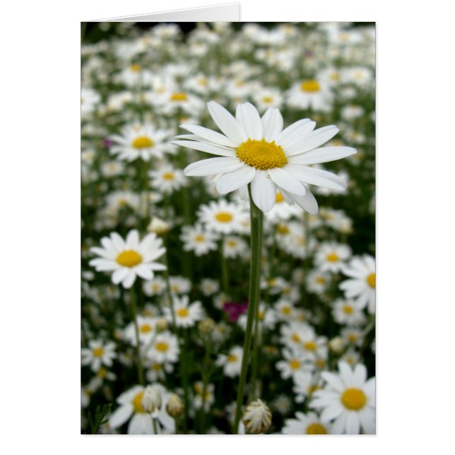 Daisy Meadow (Frente)